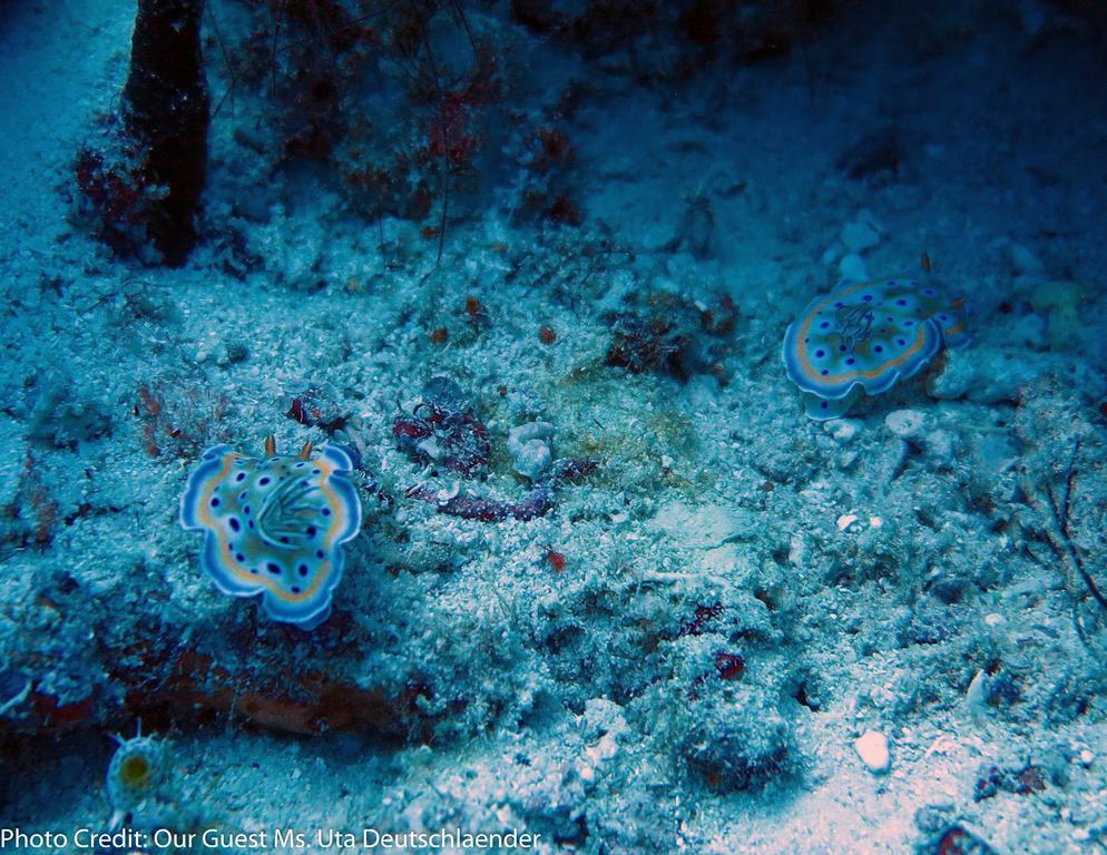 Boutique Beach All Inclusive Diving Hotel Dhigurah  Zewnętrze zdjęcie