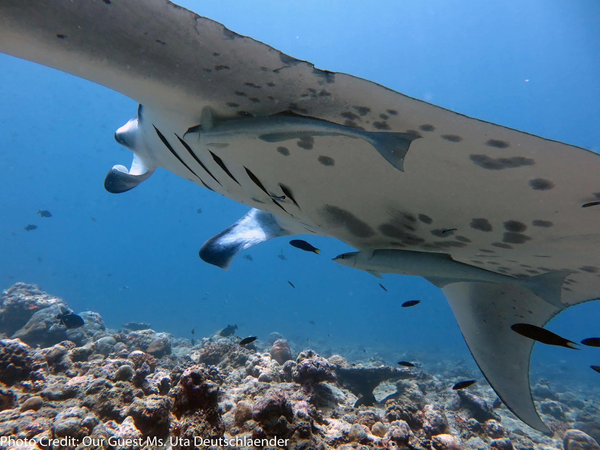 Boutique Beach All Inclusive Diving Hotel Dhigurah  Zewnętrze zdjęcie