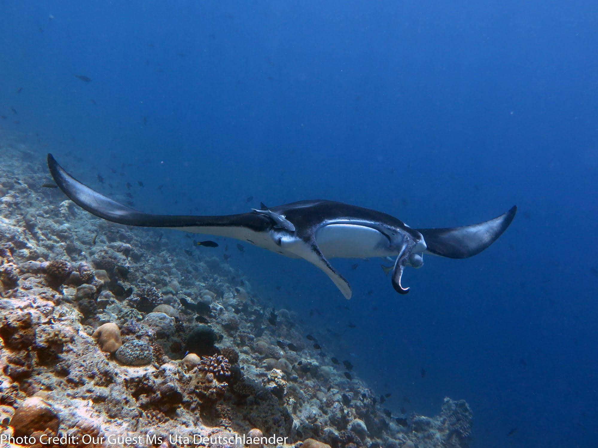 Boutique Beach All Inclusive Diving Hotel Dhigurah  Zewnętrze zdjęcie