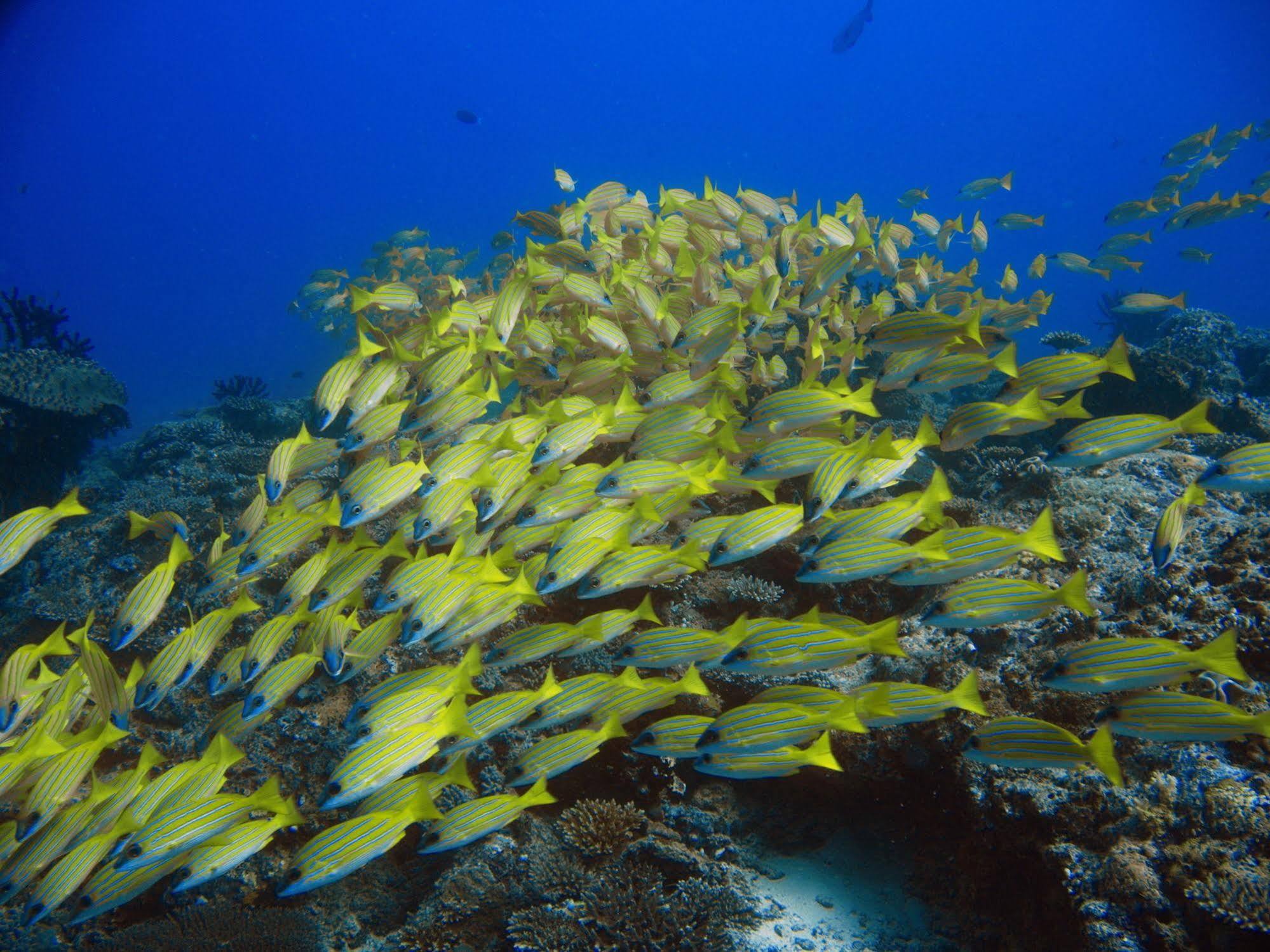 Boutique Beach All Inclusive Diving Hotel Dhigurah  Zewnętrze zdjęcie