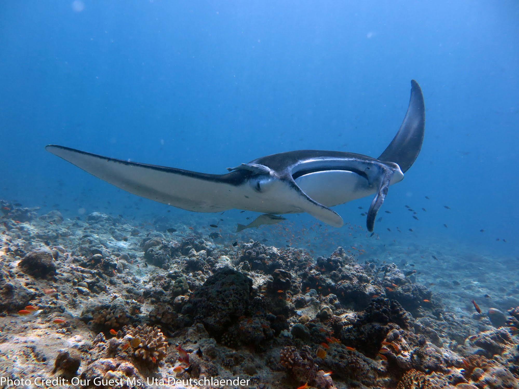 Boutique Beach All Inclusive Diving Hotel Dhigurah  Zewnętrze zdjęcie