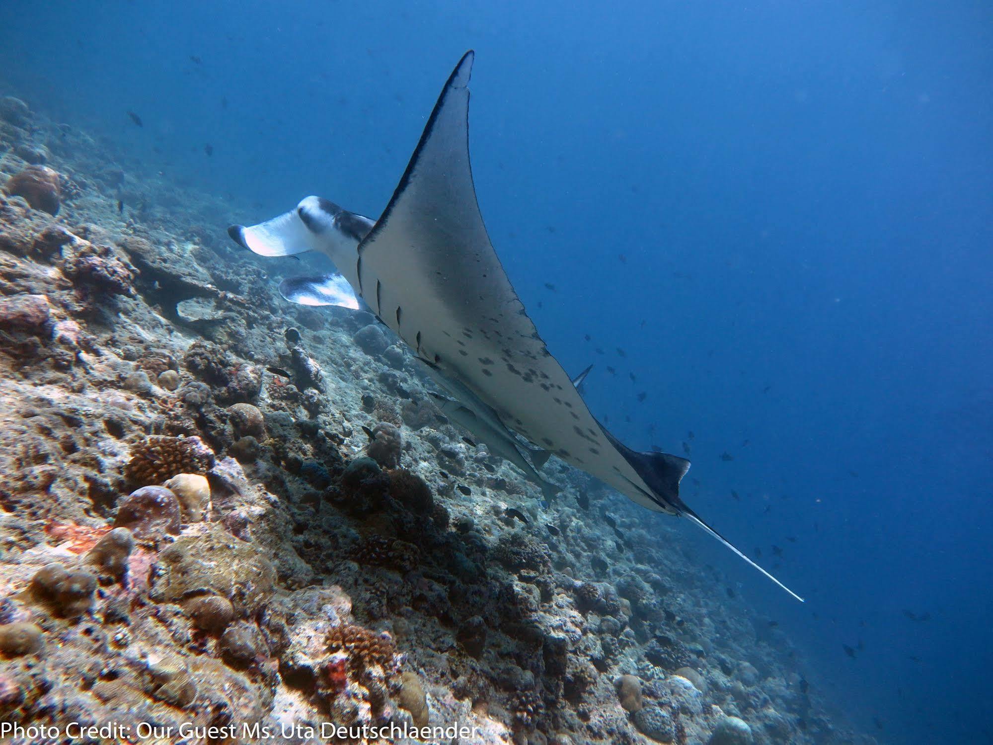 Boutique Beach All Inclusive Diving Hotel Dhigurah  Zewnętrze zdjęcie